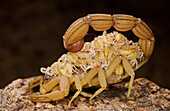 Scorpion (Buthidae) mother carrying her young, Europe