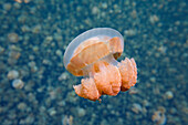 Jellyfish (Mastigias sp), Jellyfish Lake, Palau