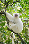 Silky Sifaka (Propithecus candidus) female, Marojejy National Park, Madagascar