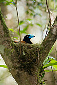 Helmet Vanga (Euryceros prevostii) on nest, Marojejy National Park, Madagascar