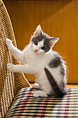 Domestic Cat (Felis catus) kitten on chair, Germany