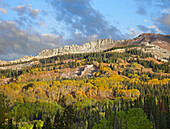 Quaking Aspen (Populus tremuloides) and conifer forest covering Ruby Range, Raggeds Wilderness, Colorado