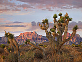 Joshua Tree (Yucca brevifolia) and Spring Mountains at Red Rock Canyon National Conservation Area near Las Vegas, Nevada