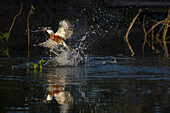 Ringed Kingfisher (Megaceryle torquata) hunting, Pantanal, Brazil