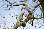 Great Potoo (Nyctibius grandis) camouflaged on branch, Pantanal, Brazil