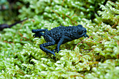 Roraima Bush Toad (Oreophrynella quelchii), Mount Roraima, Venezuela