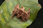 Cup Moth (Limacodidae) caterpillar, Venezuela
