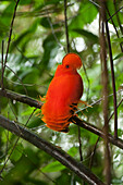 Guianan Cock-of-the-rock (Rupicola rupicola) male at lek, Las Claritas, Venezuela