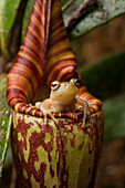 Shrub Frog (Philautus sp) inside Pitcher Plant (Nepenthes hurrelliana) in montane forest, Mount Murud, Sarawak, Malaysia