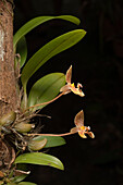 Orchid (Bulbophyllum microglossum) flowers, Kinabalu National Park, Borneo, Malaysia