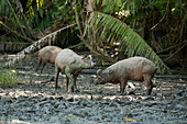 North Sulawesi Babirusa (Babyrousa celebensis) males, Indonesia