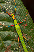 Stick Insect (Calvisia sp), Sarawak, Malaysia