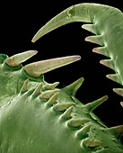 Mediterranean Mantis (Iris oratoria) detail of spines on front legs at 14x magnification, Spain