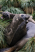 Southern Elephant Seal (Mirounga leonina) pups calling amid tussock grass, South Georgia Island
