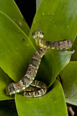 Andean Forest Pitviper (Bothriopsis pulchra) coiled on a bromeliad, Tapichalaca Reserve, Ecuador