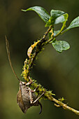 Katydid (Typophyllum sp) female showing large ovipositer, Zamora-Chinchipe, Ecuador