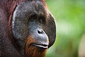 Orangutan (Pongo pygmaeus) dominant male showing large cheek pads, Tanjung Puting National Park, Indonesia