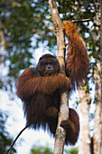 Orangutan (Pongo pygmaeus) dominant male climbing in tree, Tanjung Puting National Park, Indonesia