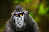 Celebes Black Macaque (Macaca nigra) male, Sulawesi, Indonesia