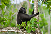 Celebes Black Macaque (Macaca nigra) dominant male sitting in tree of secondary forest, Sulawesi, Indonesia