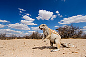 Cape Ground Squirrel (Xerus inauris), Kgalagadi Transfrontier Park, Botswana