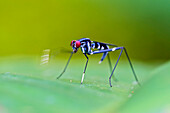 Stilt-legged Fly (Micropezidae) signalling with leg, Mindo, Ecuador