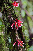 Heath (Satyria warszewiczii) flowers, Mindo, Ecuador
