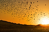 Red-billed Quelea (Quelea quelea) silhouetted flock flying at sunset, Mokolodi Nature Reserve, Botswana