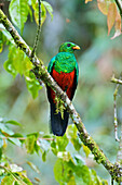 Golden-headed Quetzal (Pharomachrus auriceps) male perched on a branch, Mindo, Ecuador