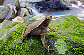 Leaf Litter Toad (Bufo typhonius) near river, Gamboa, Panama