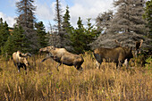 Alaska Moose (Alces alces gigas) cows fighting, one chasing another away during breeding season, Chugach State Park, Alaska