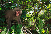 Japanese Macaque (Macaca fuscata) in the costal laurel forest of Yakushima Island, Yakushima Island, Japan