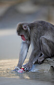 Japanese Macaque (Macaca fuscata) washing a sweet potato, Kojima, Japan
