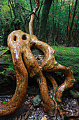 Stewartia (Stewartia sp) root in the temperate rainforest of Shiratani Unsuikyo, Yakushima Island, Japan