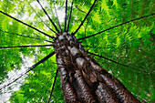 Treefern (Cyathea sp), Yakushima Island, Japan