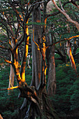 Stewartia (Stewartia sp) tree at sunrise, Yakushima Island, Japan