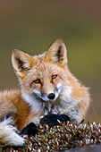 Red Fox (Vulpes vulpes) bedded National Park, Alaska