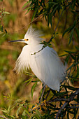 Snowy Egret (Egretta thula) in breeding plumage, Everglades National Park, Florida