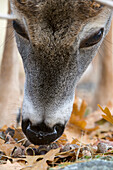 White-tailed Deer (Odocoileus virginianus) buck eating acorns, western Montana