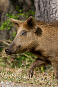 Wild Boar (Sus scrofa) walking out of the woods, central Florida