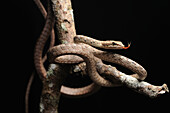Red Whip Snake (Dryophiops rubescens) with extended tongue, Lambir Hills National Park, Borneo, Malaysia