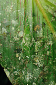 Katydid (Tettigoniidae) camouflaged on leaf, Gunung Mulu National Park, Borneo, Malaysia