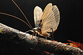 Raspy Cricket (Borneogryllacris borneoensis) raising its wings in a defensive display, Kubah National Park, Borneo, Malaysia