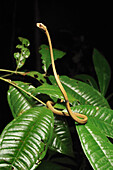 Blunthead Slug Snake (Aplopeltura boa) raising head, Danum Valley Conservation Area, Borneo, Malaysia