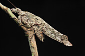 Katydid (Tettigoniidae) camouflaged on branch, Danum Valley Conservation Area, Borneo, Malaysia