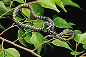 Paradise Tree Snake (Chrysopelea paradisi), Kuching, Borneo, Malaysia