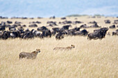 Cheetah (Acinonyx jubatus) males near Blue Wildebeest (Connochaetes taurinus) herd, Masai Mara National Reserve, Kenya