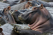 Hippopotamus (Hippopotamus amphibius), Serengeti National Park, Tanzania