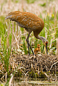 Sandhill Crane (Grus canadensis) on nest with chick and another unhatched egg, Kensington Metropark, Michigan