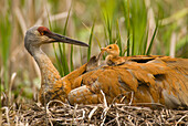 Sandhill Crane (Grus canadensis) on nest with chick, Kensington Metropark, Michigan